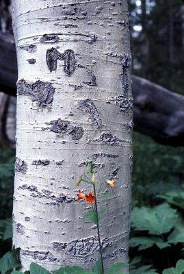 Aspen  Tiger Lily.jpg