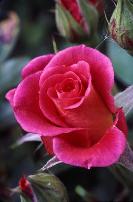 Miniature Rose.jpg