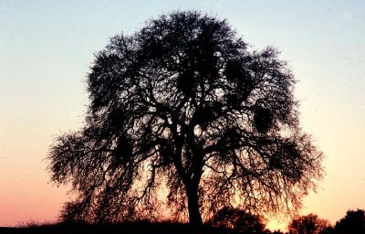 Oak at Sunrise.jpg