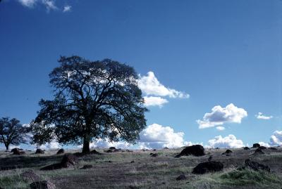 Oak Tree 2.jpg