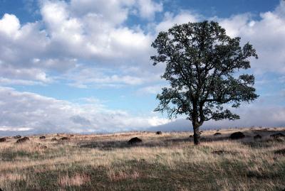 Oak Tree 3.jpg