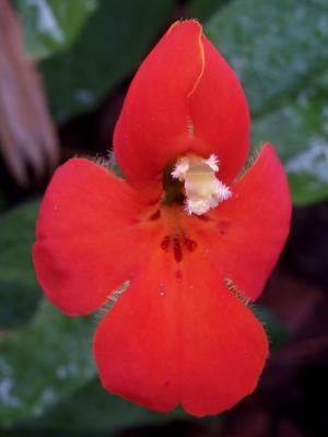 Scarlet Monkeyflower.jpg