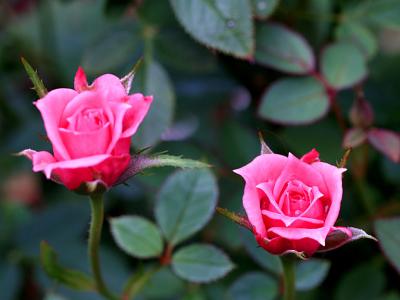 Pink Mini-Roses.jpg