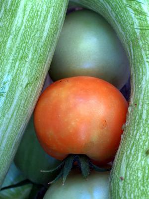 Tomatoes  Squash.jpg