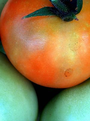 Tomatoes.jpg