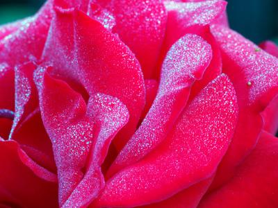 Dewey Red Rose.jpg