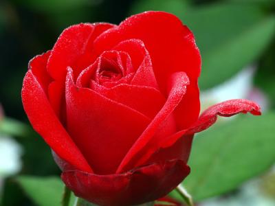 Red Red Rose.jpg