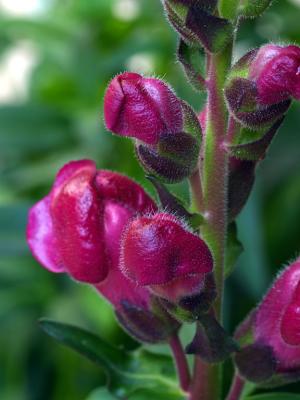 Snapdragon Buds 3.jpg