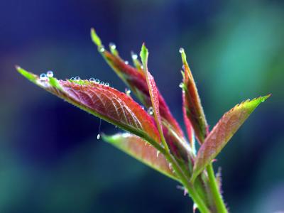 Dew on Rose Leaves.jpg