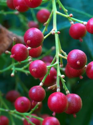 Heavenly Bamboo Berries.jpg