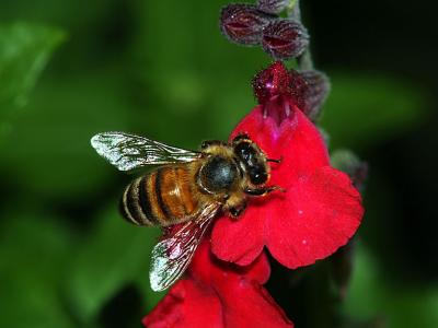 Bee on Salvia.jpg