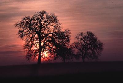 Foggy sunrise with oak.jpg