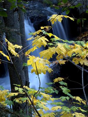 Maple & Waterfall.jpg