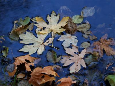 Maple Leaves in River.jpg