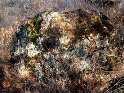 Rock with Lichen.jpg
