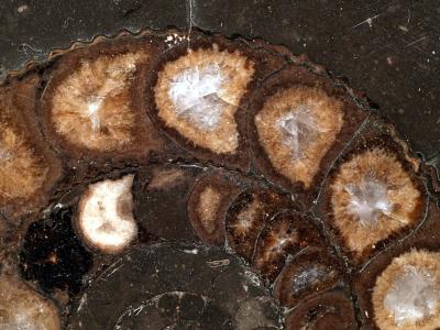 Ammonite Fossil.jpg