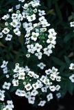 Alyssum.jpg