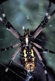 Argiope