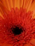 Orange Daisy.jpg