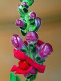 Snapdragon Buds 5.jpg