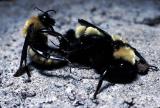 Mating Bumble Bees.jpg