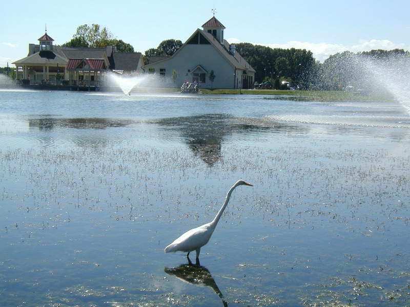 Great Egret