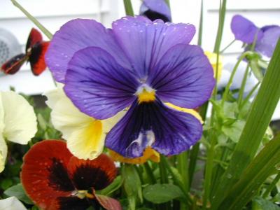 Pansy