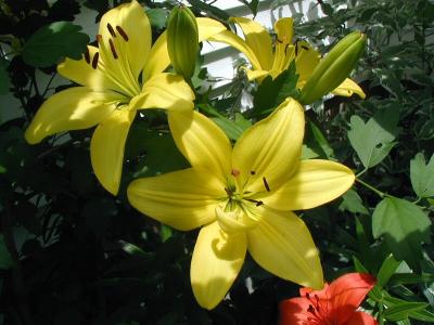 Asiatic Lilly