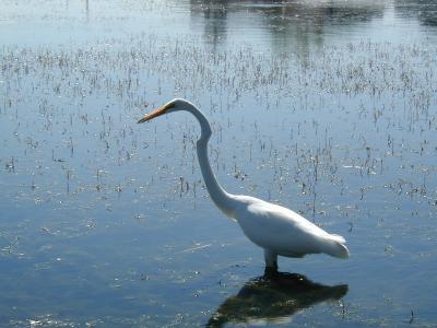 Great Egret