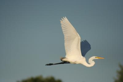 Great Egret - In Flight