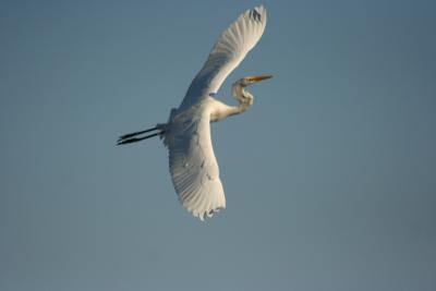 Great Egret - In Flight
