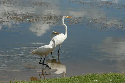 Two Great Egrets