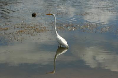 Great Egret reflection and duck