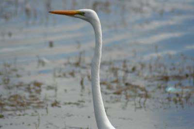 Great Egret Closeup