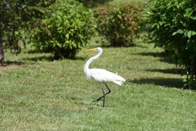 Great Egret