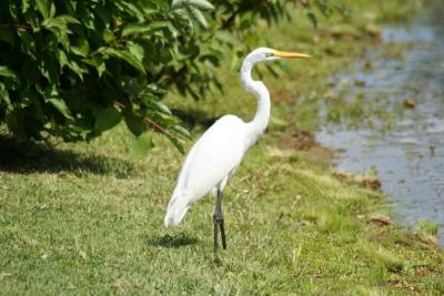 Great Egret