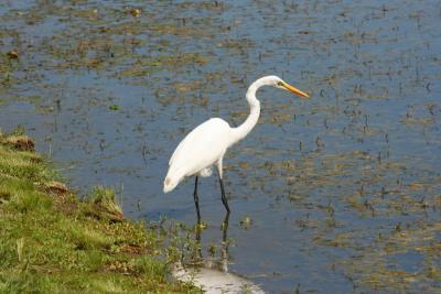 Great Egret