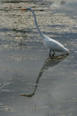 Great Egret Reflection