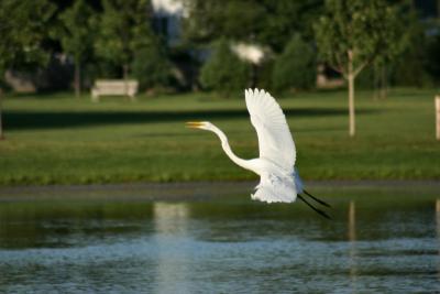 Great Egret Landing