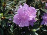 Mini Leaf Rhododendron