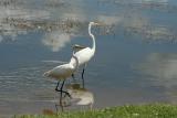 Two Great Egrets