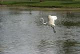 Great Egret Landing