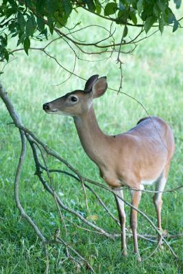 Deer, Yorktown Battlefield, Virginia