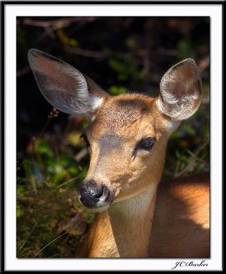 Doe, A Deer
