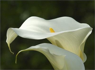 Arum lily - peeping!