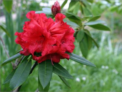 Rhododendron