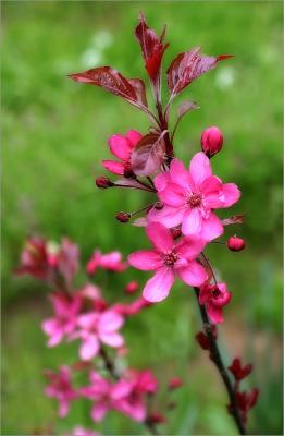 Malus Purpurea