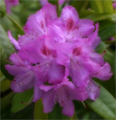 Rhododendron