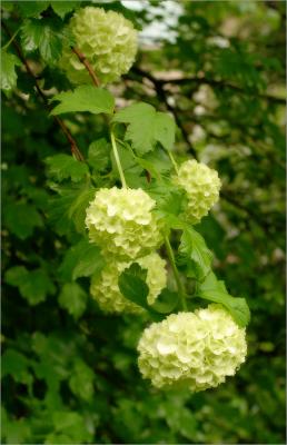 Viburnum opulus - snowball bush