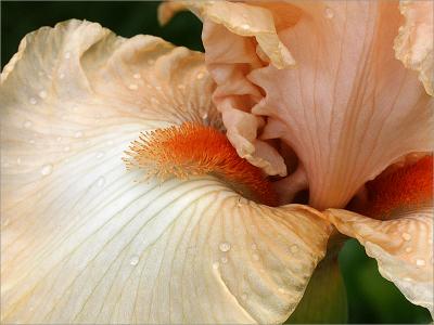 Bearded Iris